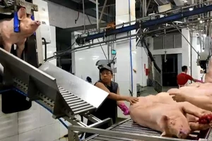 Các nhà máy giết mổ heo công nghiệp ở TP.HCM đã 'bấm nút'