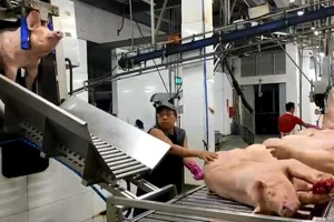 Sẽ hoàn thiện 5 dây chuyền giết mổ heo công nghiệp ở huyện Hóc Môn, TP.HCM