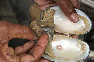 Uống bột ngọc trai sẽ thành… mỹ nhân?