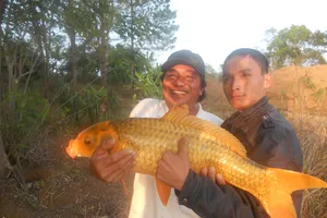 Câu được cá vàng khủng ở Biển Hồ