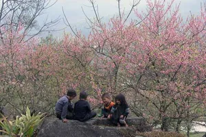 Ngắm hoa đào nở rực rỡ trên núi rừng Tây Bắc