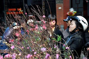 Hoa đào 'đổ bộ' xuống phố đón chào Tết