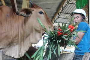 Đổ bỏ hoa cho bò ăn