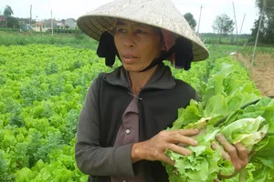 Nhổ rau cho bò ăn