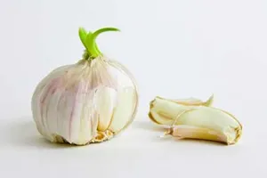 Mầm tỏi chống ô xi hóa tốt hơn tỏi tươi