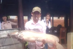 Bắt được cá lăng “khủng” ở hồ Dầu Tiếng 