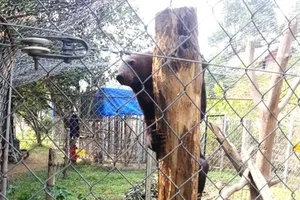 Cấp cứu khẩn cấp hai cá thể gấu ngựa bị bệnh