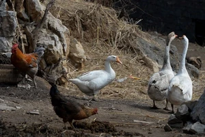 30% số người nhiễm cúm H7N9 đã tử vong 