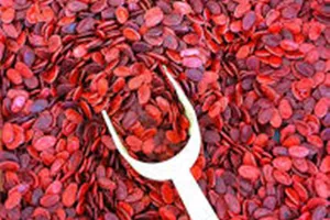 Một trẻ khó thở do hóc hạt dưa