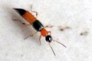 Cần Thơ xuất hiện kiến ba khoang tấn công người