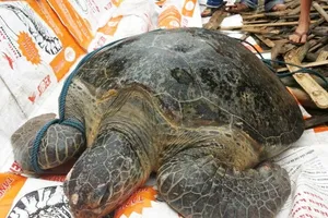 Rùa biển 80kg mắc kẹt trên phá Tam Giang