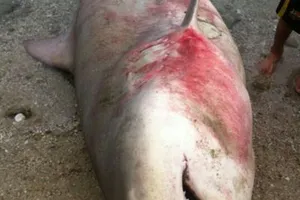 Cá mập xuất hiện hàng loạt tại biển Khánh Hòa