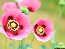 3.000 cây cần sa trong rẫy cà phê