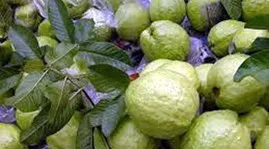 Tác dụng chữa bệnh của cây ổi 