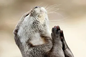 Những khoảnh khắc "phi thường" của động vật