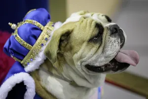 Ngộ nghĩnh những chú chó thi “hoa hậu bulldog” 