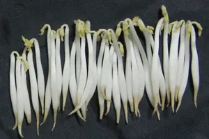 Cách phân biệt giá đỗ dùng chất kích thích nguy hiểm cho sức khỏe