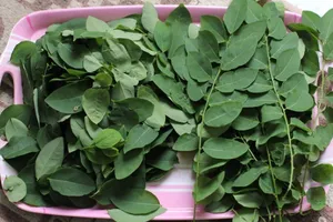 Rau ngót - “thuốc quý” chữa 10 bệnh