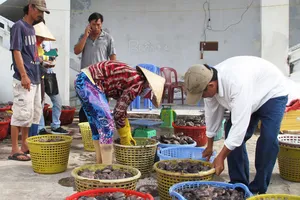 Cày nát đáy biển săn banh lông