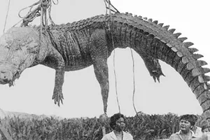 Trung đoàn biệt kích Nhật Bản bị cá sấu xóa sổ