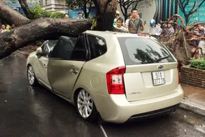 Hàng loạt ô tô bị cây đè bẹp giữa trung tâm Sài Gòn