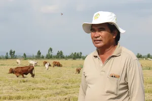 “Vua lúa” cũng bỏ cây lúa