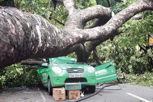 Dừng xe, tránh xa nơi có nhiều cây cối khi mưa quá to