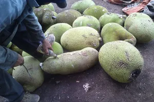 Bơm hóa chất Trung Quốc để mít non chín siêu tốc