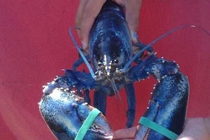 Bé gái 14 tuổi bắt được con tôm hùm xanh cực kỳ quý hiếm