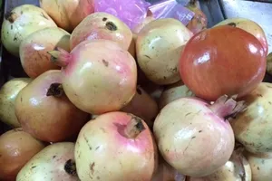 Lê để 5 tháng có thể do chiếu xạ cường độ cao 