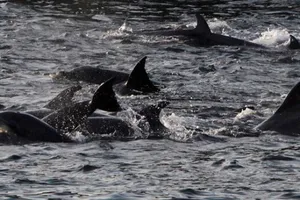 Lực lượng ‘đặc nhiệm cá heo’ chính thức thuộc về Nga