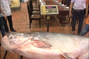 'Thủy quái' - cá tra dầu gần 230kg về TP.HCM