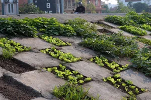 Thiếu rau sạch, người dân biến đê thành... ruộng!