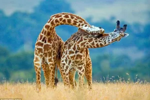 Xem màn 'khiêu vũ' ấn tượng của hai chú hươu cao cổ