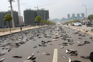 Người dân sửng sốt khi thấy gần 7 tấn cá giữa đường