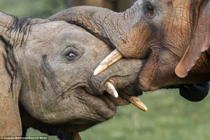 Voi hôn như người