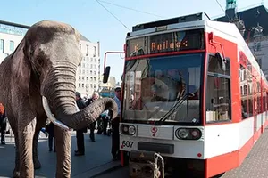 Thụy Điển cấm voi dạo phố