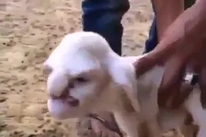 Chú cừu có mặt giống ông già nổi giận