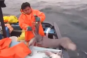  Câu được mực khủng