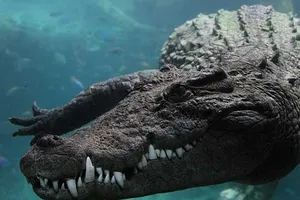 Bà mẹ quyết chiến với cá sấu, giải cứu con