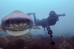 Hai cô gái liều mạng chụp ảnh “tự sướng” cùng cá mập