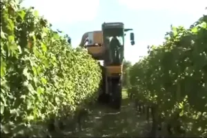  Công nghệ thu hoạch nho, dâu tây, bắp cải siêu nhanh