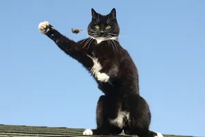 Màn bắt chuột đáng kinh ngạc của con mèo tinh ranh