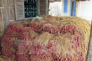 Ngành Đường sắt vận chuyển miễn phí hành tím cho nông dân