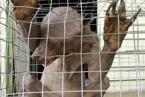 Sự thật về sinh vật 'ngoài hành tinh' xuất hiện tại Malaysia