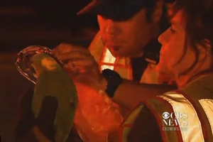 Dập được đám cháy nhà nhờ tiếng vẹt kêu cứu