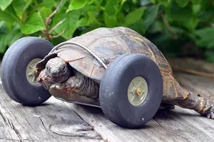 Chú rùa "hồi sinh" khi được lắp bánh xe làm chân giả