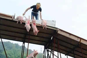 Quái chiêu cho heo “bay” để hút du khách
