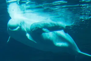 Cá voi trắng đẻ con ở Georgia Aquarium