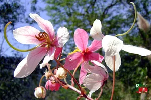 Chùm ảnh ngẩn ngơ hương sắc Muồng hoa đào